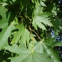 Platanus orientalis 'Digitata'